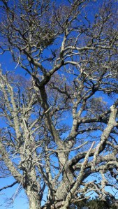 2011-01-16_14-33-27_229